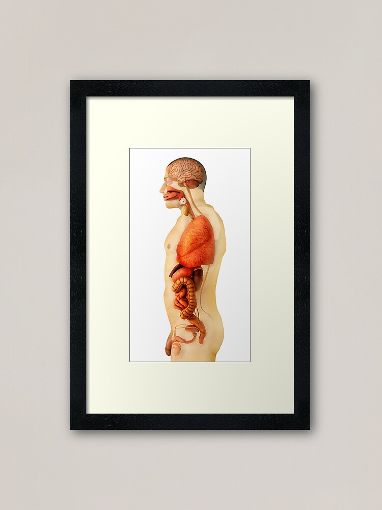 Human body silhouette vector, anatomy posters for the wall • posters white,  view, vector