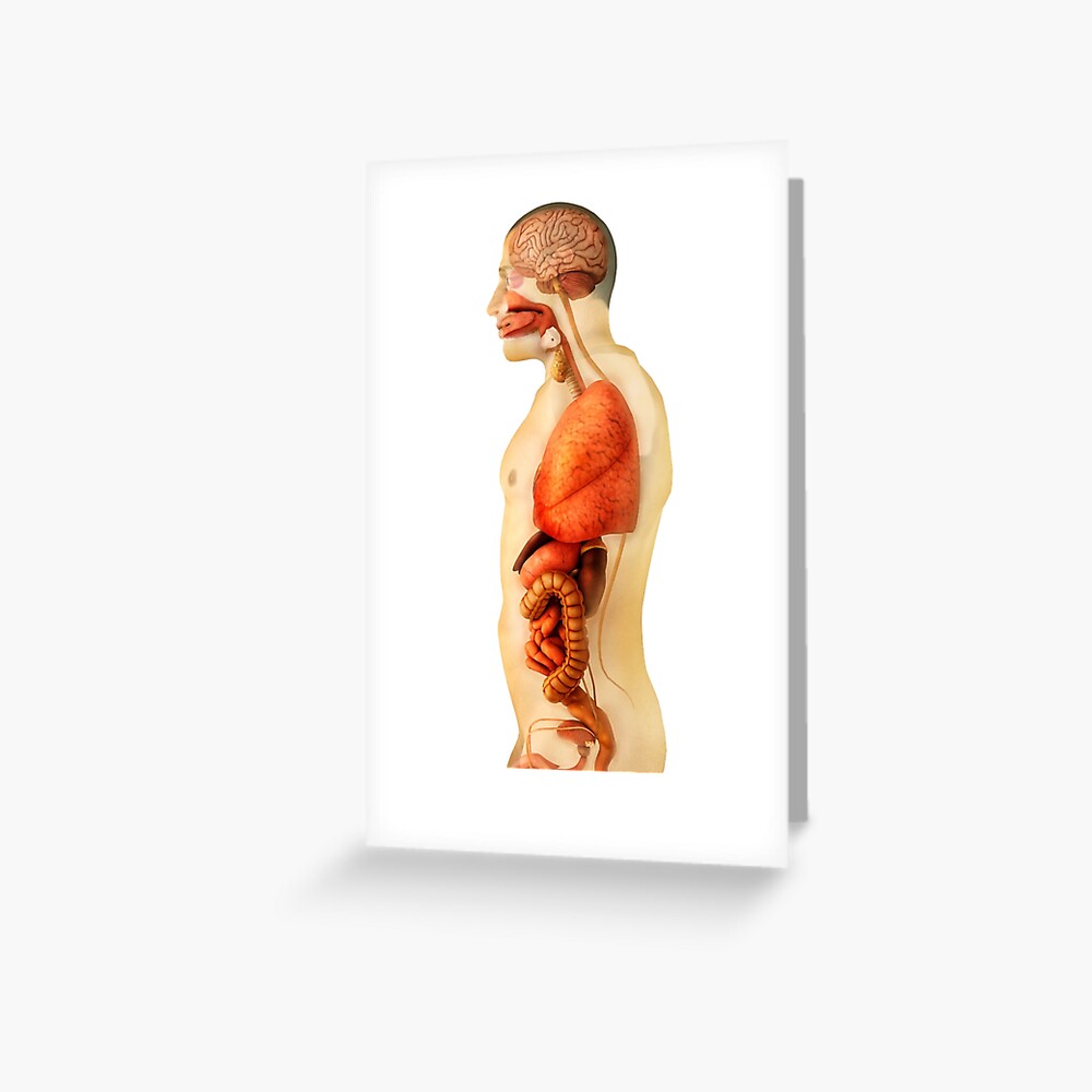 "Anatomy of human body showing whole organs, side view." Greeting Card