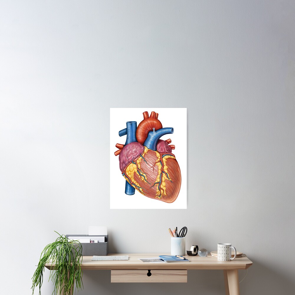 "Gross anatomy of the human heart." Poster for Sale by StocktrekImages