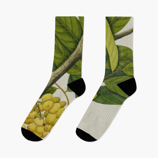 Item preview, Lanzones Fruit Plant (Langsat) - Watercolor (Circa 1824) designed and sold by leafsquare.