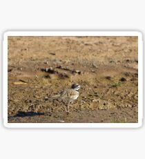 Killdeer Sticker
