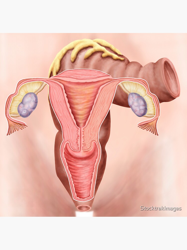 "Anatomy of female reproductive system." Sticker for Sale by