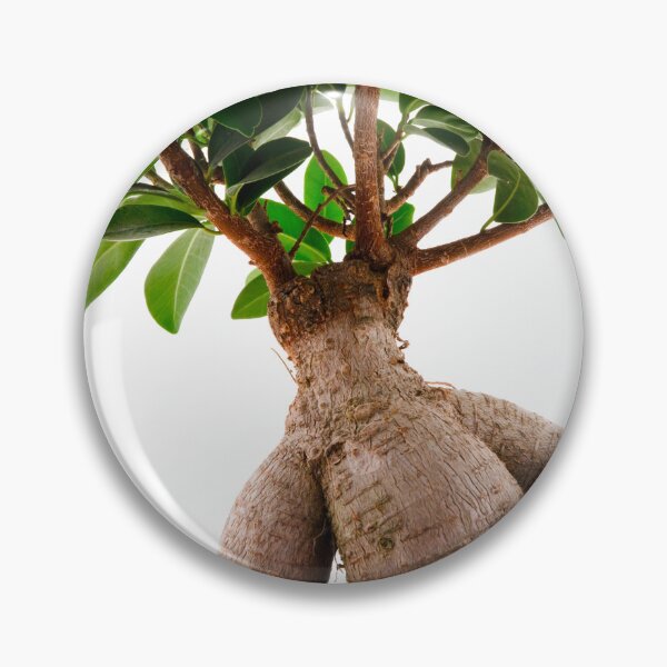 Item preview, Ficus Ginseng designed and sold by troianifabrizio.