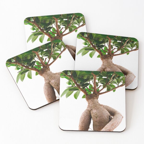 Item preview, Ficus Ginseng designed and sold by troianifabrizio.