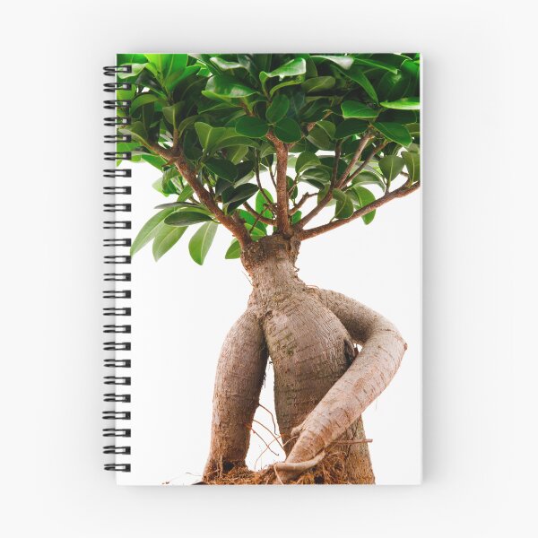 Item preview, Ficus Ginseng designed and sold by troianifabrizio.