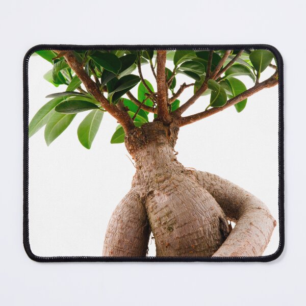 Item preview, Ficus Ginseng designed and sold by troianifabrizio.