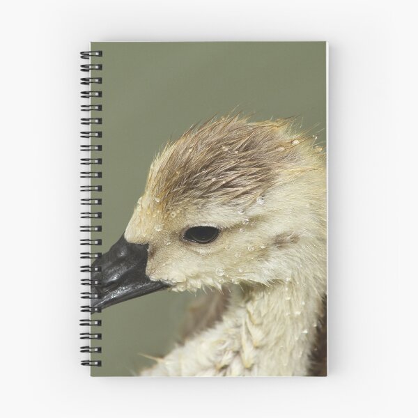 Item preview, Canada gosling designed and sold by JanSmithPics.