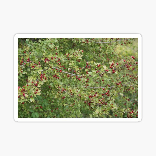 Hawthorn Photo B Sticker