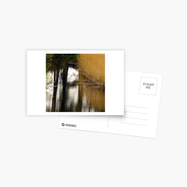 Reed Reflections Postcard