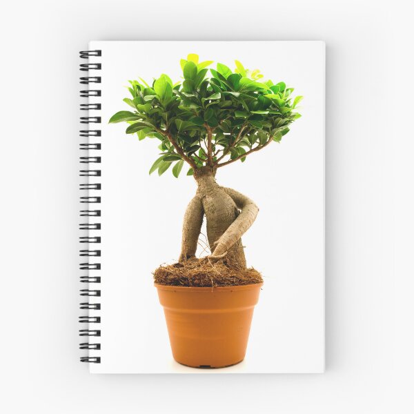 Item preview, Ficus Ginseng designed and sold by troianifabrizio.
