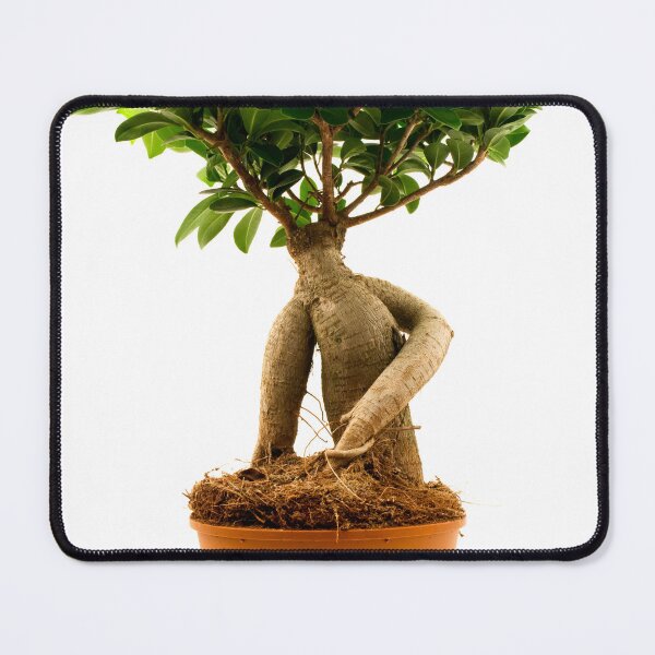 Item preview, Ficus Ginseng designed and sold by troianifabrizio.
