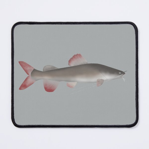 Item preview, Asian Redtail Catfish designed and sold by fishfolkart.