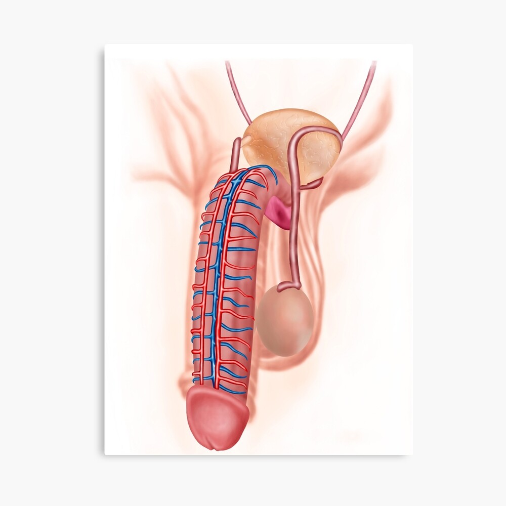 Anatomy of male reproductive organs.