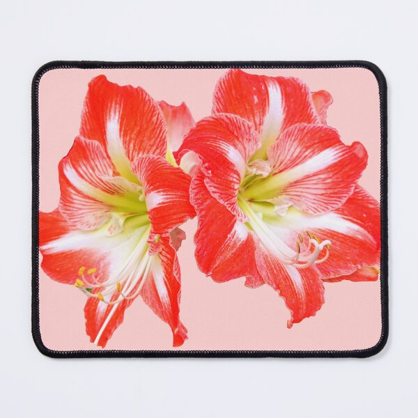 Item preview, Two Red Amaryllis Hippeastrum designed and sold by Shapes-Mania.
