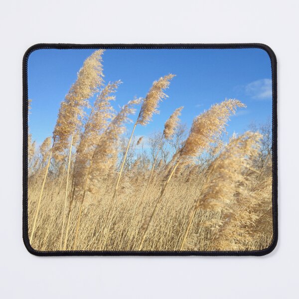 Item preview, Wild reeds in an intact nature. designed and sold by KookArt.