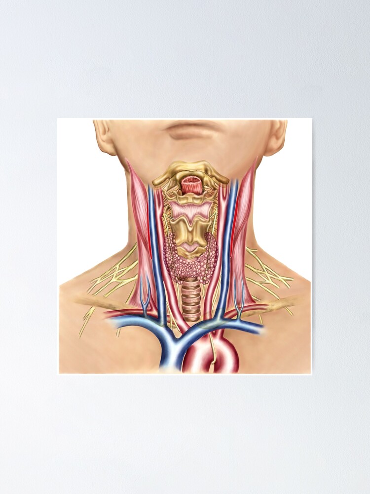 Anatomy of human neck. | Poster