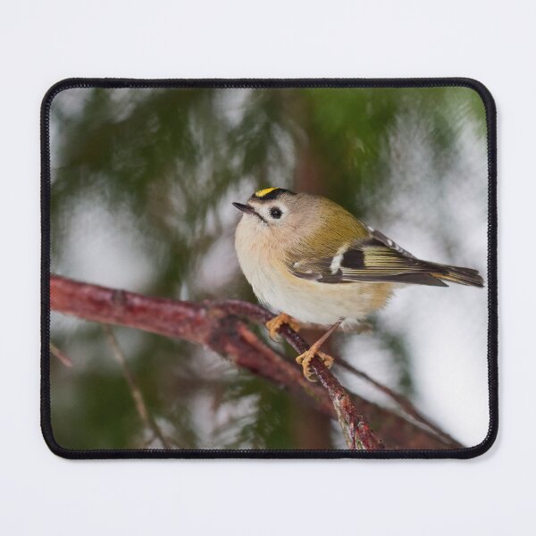 Item preview, The tiny king of Winter. Goldcrest designed and sold by Jouko Lehto Photography.