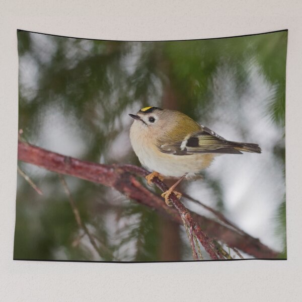 Item preview, The tiny king of Winter. Goldcrest designed and sold by Jouko Lehto Photography.