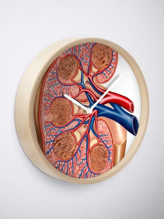 Internal Anatomy Of Kidney