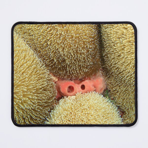 Item preview, Soft coral macro designed and sold by Leon Heyns.