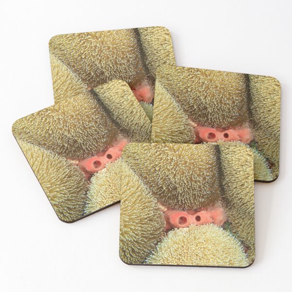 Item preview, Soft coral macro designed and sold by Leon Heyns.