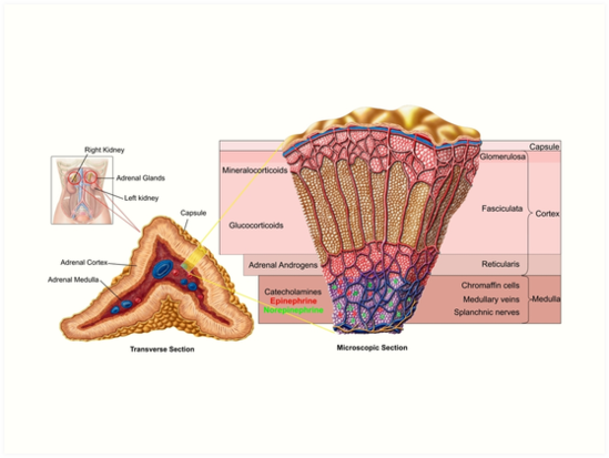 extra adrenal effect of the adrenal cortex