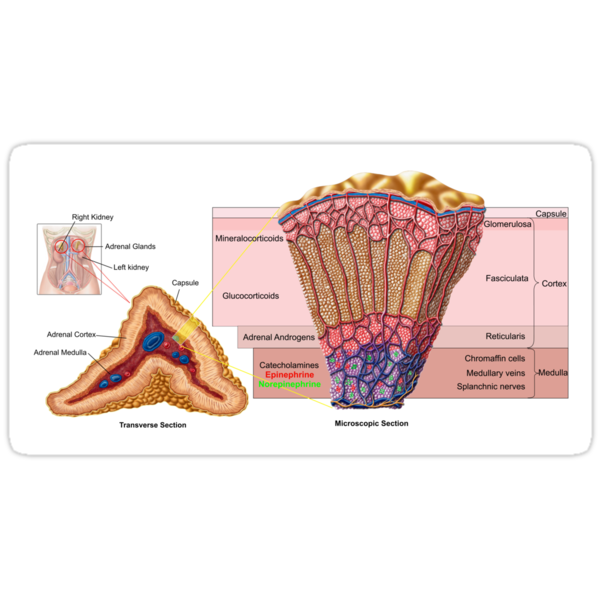 anatomy of the adrenal gland