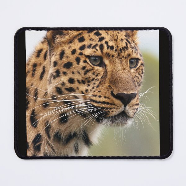 Item preview, African Leopard designed and sold by Inspieation.