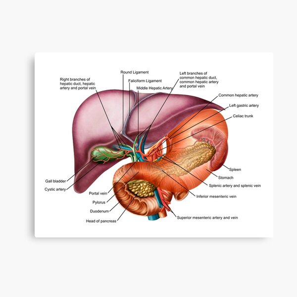 Anatomy Of Liver Antero Visceral View Canvas Print By Stocktrekimages Redbubble