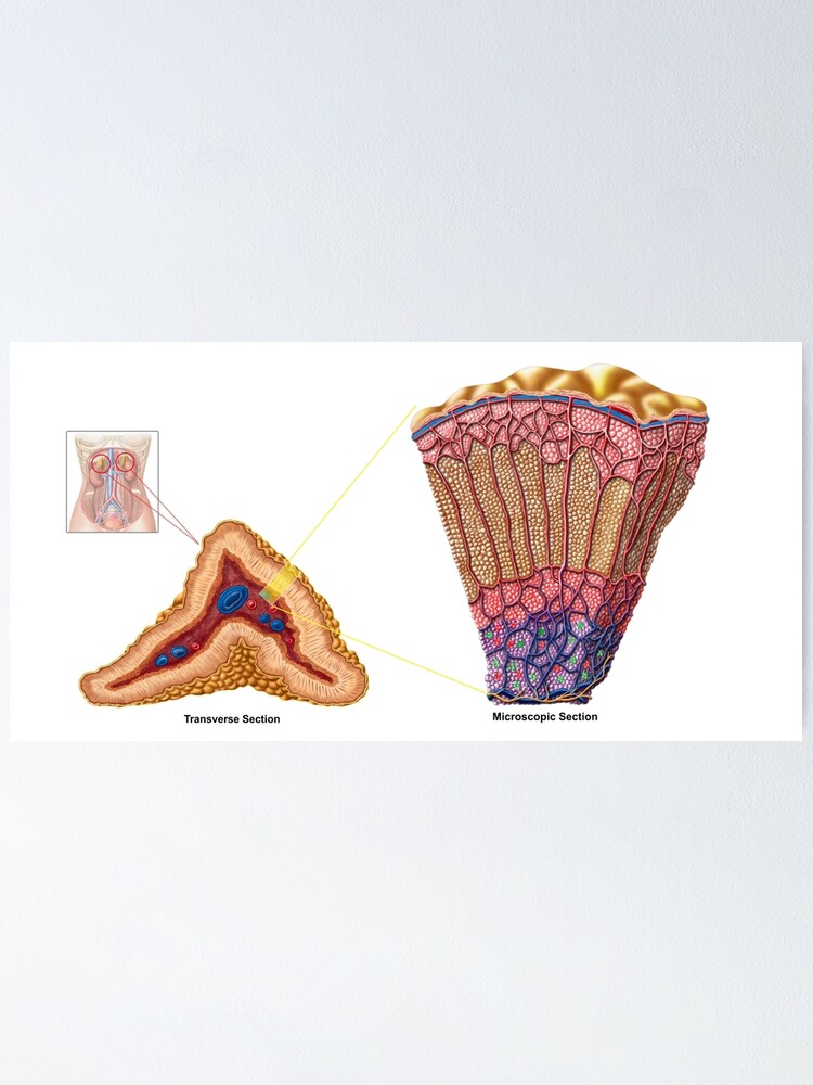 layers of adrenal glands