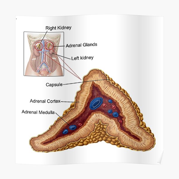 Anatomy of adrenal gland, transverse section. Poster