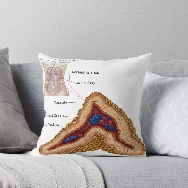 Item preview, Anatomy of adrenal gland, transverse section. designed and sold by StocktrekImages.