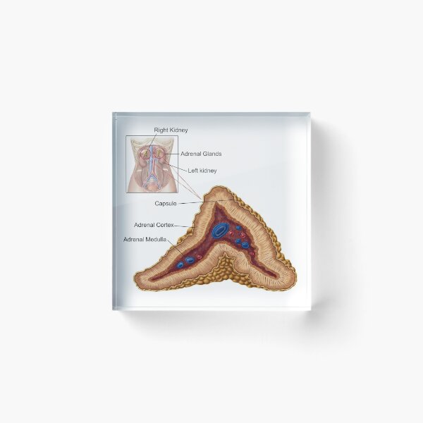 Item preview, Anatomy of adrenal gland, transverse section. designed and sold by StocktrekImages.