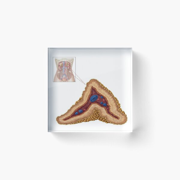 Female Chest And Abdomen Muscles, Split #1 Acrylic Print