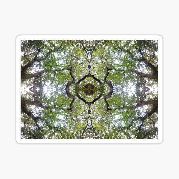 Tree Canopy Photo 1 Sticker