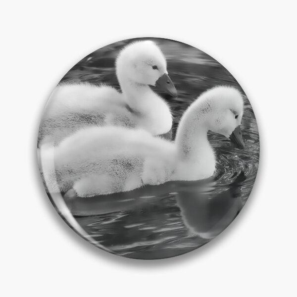 Artikelvorschau, Höckerschwan Cygnets in Monochrom entworfen und verkauft von Dorset Girl.