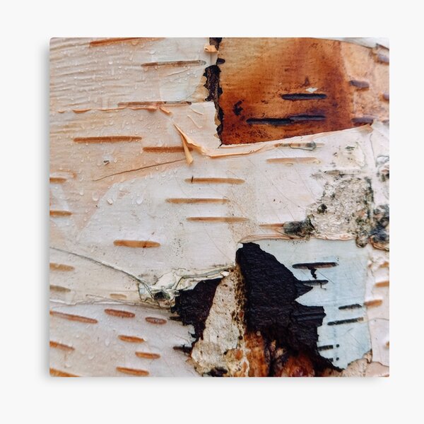 Birch Patchwork Canvas Print