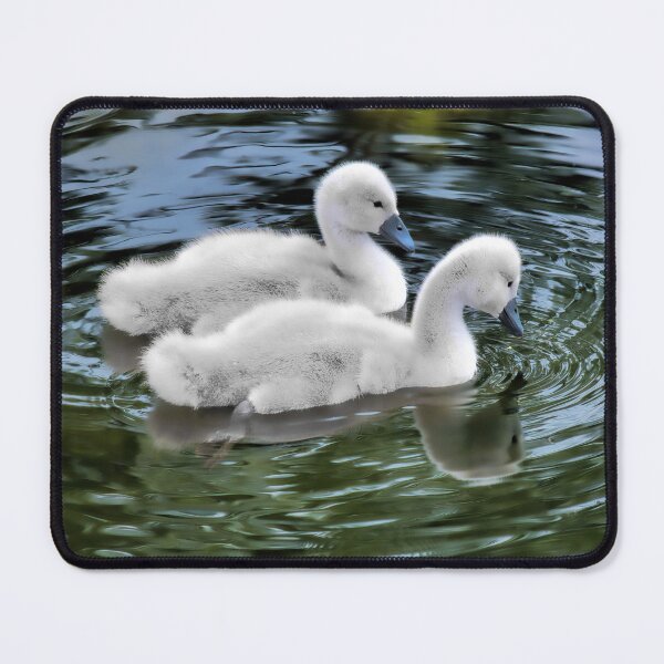 Item preview, Mute Swan Cygnets designed and sold by Dorset Girl.