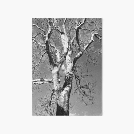 Item preview, Naked Treetop designed and sold by Fotohound7.