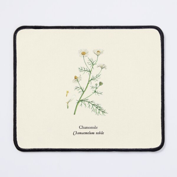 Item preview, Chamomile, Chamaemelum nobile - Culinary Botanical Illustration, Herbalist Magick, Witches Herbs  designed and sold by Larkwort.