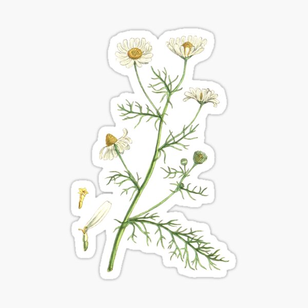 Item preview, Chamomile, Chamaemelum nobile - Culinary Botanical Illustration, Herbalist Magick, Witches Herbs  designed and sold by Larkwort.