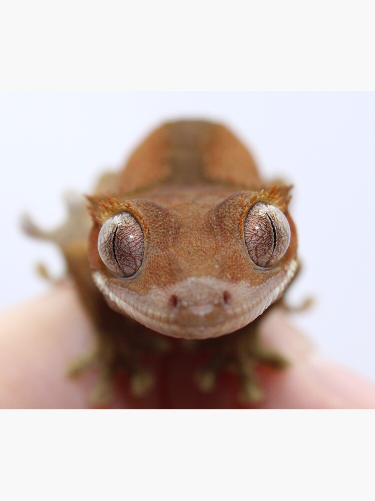 Baby crested gecko | Mouse Pad