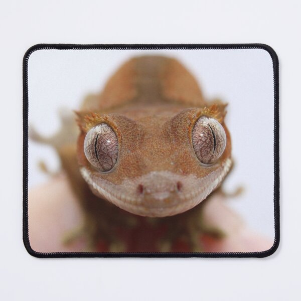 Item preview, Gecko con cresta bebé designed and sold by Mooncake-Geckos.