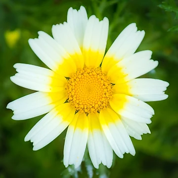 Artwork thumbnail, Daisy Daisy by Ralph Goldsmith