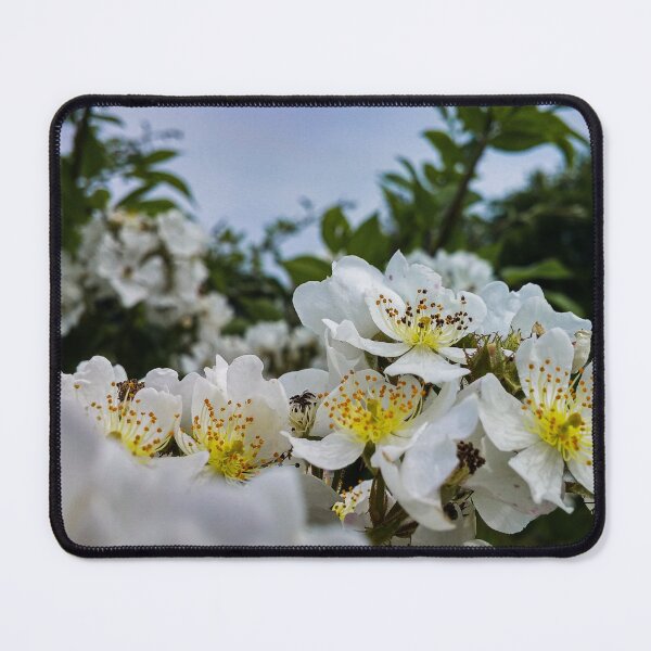 Item preview, H0206 Multiflora Rose designed and sold by photographyemd.
