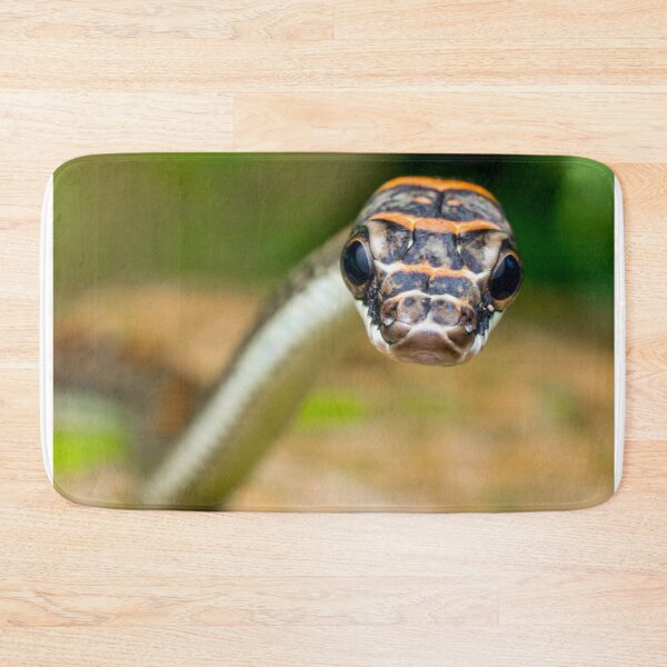 Item preview, Unique and organic photography of a curious tree snake Chrysopelea pelias designed and sold by AvonPerception.