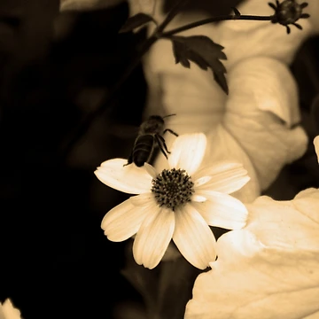 Artwork thumbnail, Botany 5 by Roddy Anderson