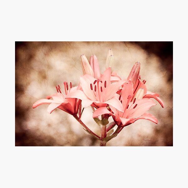 Item preview, Flowering Lilium plant sepia toned image  designed and sold by Arletta Cwalina.
