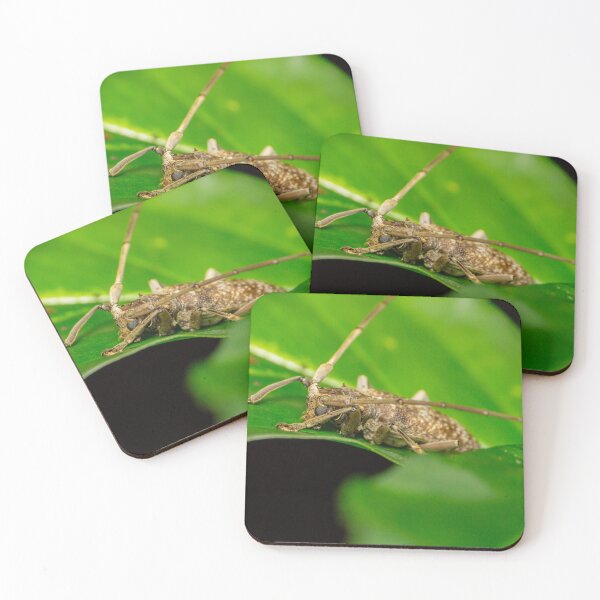 Item preview, Unique and organic photo of a Longhorn Beetle designed and sold by AvonPerception.