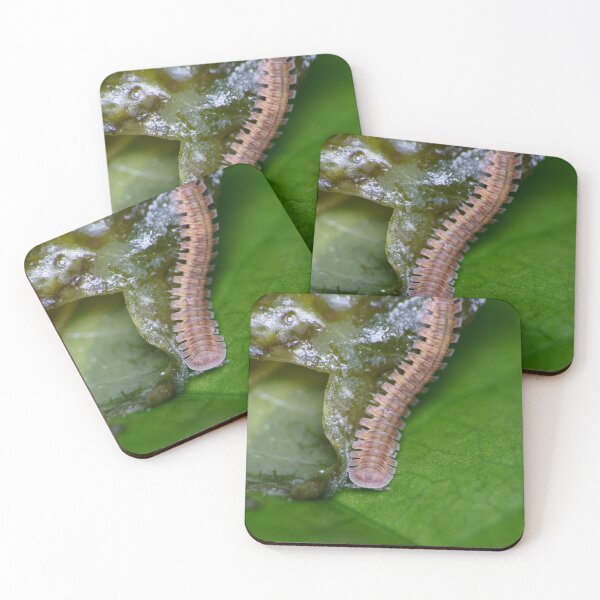 Item preview, Unique and organic photo of a Polydesmid millipede designed and sold by AvonPerception.